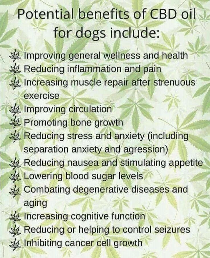 cbd-for-dogs